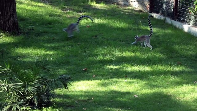 Three Lemurs (Lemur Catta) Playing