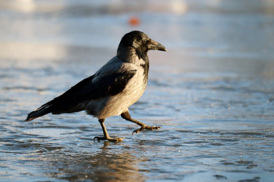 crow ice winter wildlife