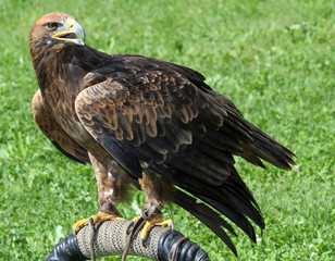 Great Eagle perched on the pedestal waiting for Falconer