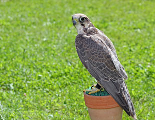 wild peregrine falcon