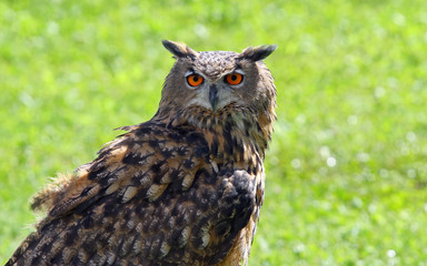 OWL with fluffy feathers and huge orange eyes