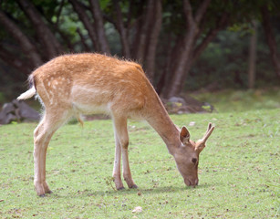 Naklejka na ściany i meble deer while grazing the grass mountain meadow
