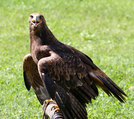 watchful eye of the Eagle with beak open