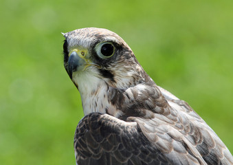 peregrine falcon with very attentive gaze