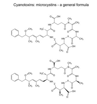 Microcystins - general chemical structural formula