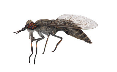 big gadfly with orange and black eyes