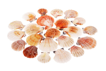 shell clams  from the Black Sea on a white background .