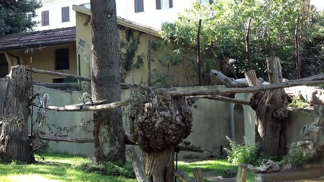 Ring-Tailed Lemurs (Lemur Catta) Playing