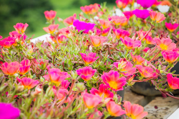 Close up of beautiful pink flowers