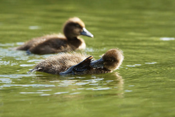 Tufted Duck, Aythya fuligula