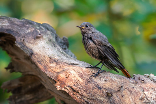 Black redstart