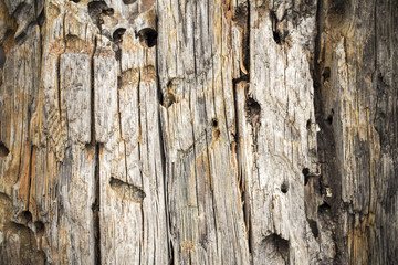 Old wood of ancient anchor, Sevastopol, Crimea