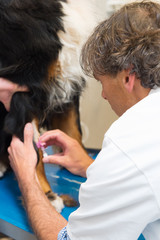 Veterinarian giving big dog an infusion