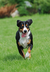 The Appenzeller Sennenhund dog