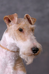 Foxterriers portrate