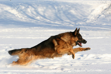Running dog