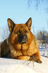 Bright dog lying on a snow