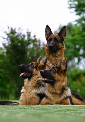 The German Shepherd Dog with puppies