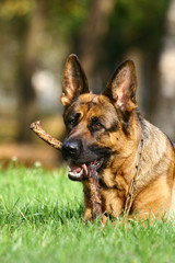 German shephers and stick