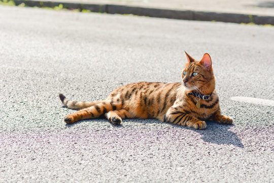 Bengal cat laying in middle fo road