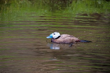 White headed duck