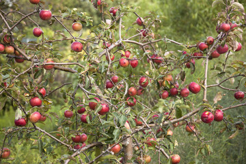 small apple tree full of red apples