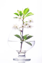 cherry blossom in glass white background