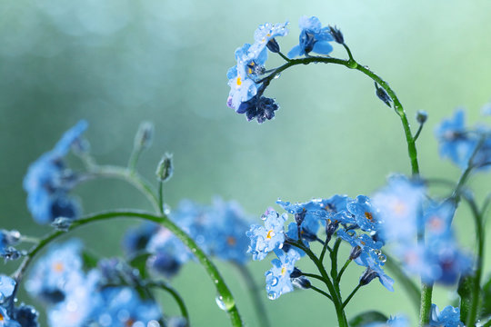Fototapeta small blue wild flowers