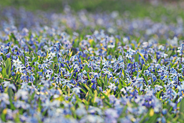 little blue flowers meadow spring background