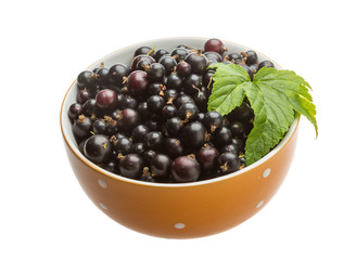 Black currant
