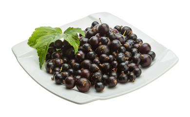 Black currant