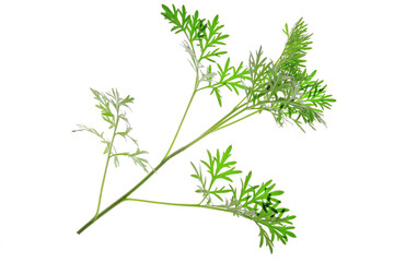 Wermut (Artemisia absinthium)