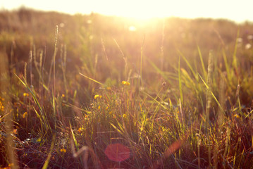 Vintage flowers and grass