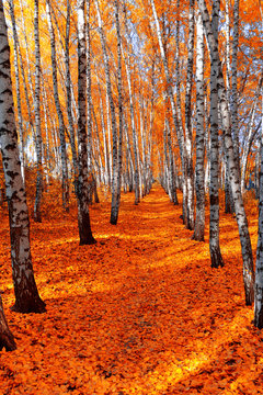 Fototapeta Autumn birch