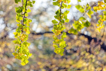 leaves in the park