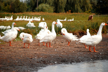 Flock of domestic geese