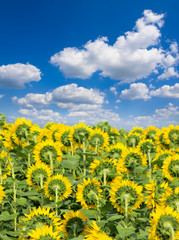 Sunflower field