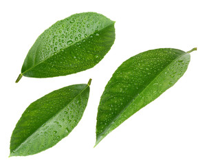 Lemon leaves with drops isolated on white