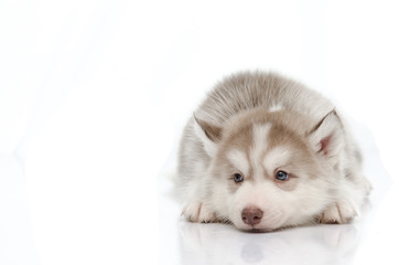 Cute little husky puppy isolated