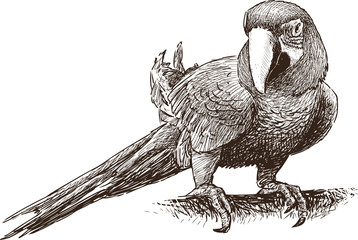 parrot macaw © asmakar