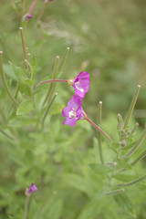 Wild pink flower