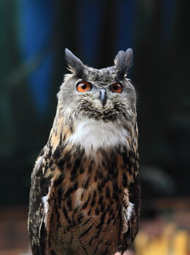 brown owl with vivid eyes