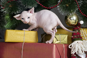 Canadian sphynx cat