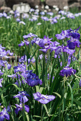 Fototapeta premium 花菖蒲＠大村公園