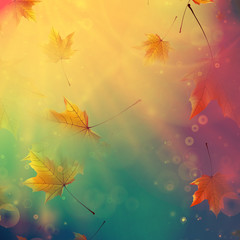 Beautiful autumn Leaves.