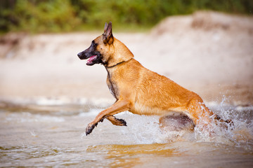 belgian shepherd dog runs into water