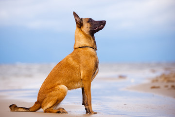 belgian shepherd dog sitting on the beach - obrazy, fototapety, plakaty