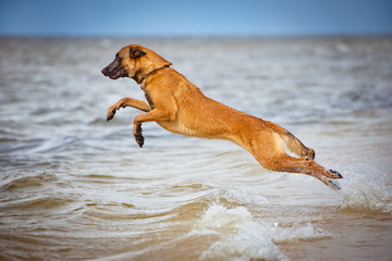 malinois dog jumps above water
