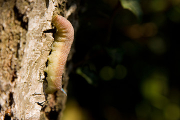 Lime Hawk Moth caterpillar.
