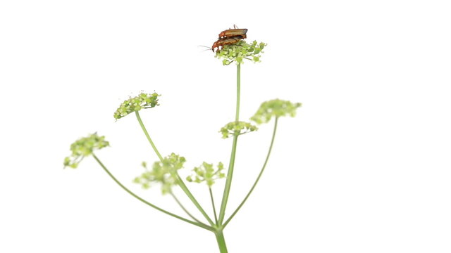 common red soldier beetles copulating
